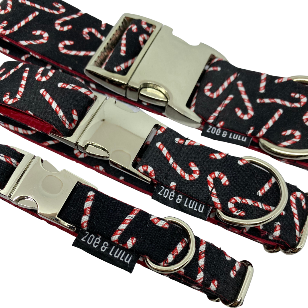 Collier pour Chien Cannes