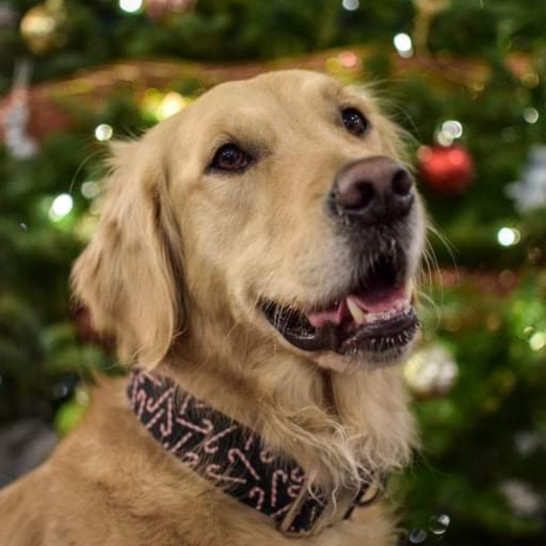 Collier pour Chien Cannes