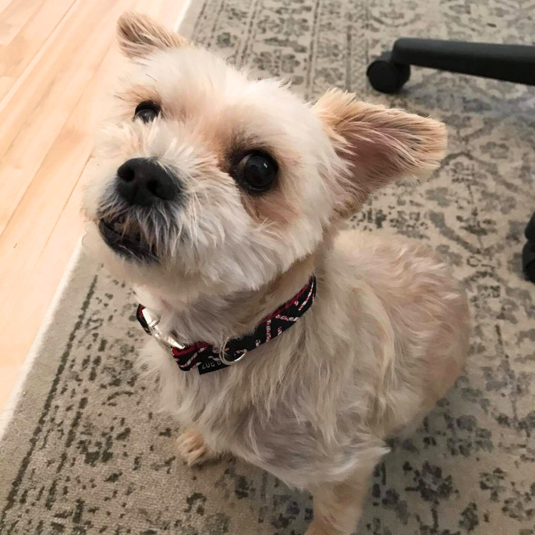 Collier pour Chien Cannes