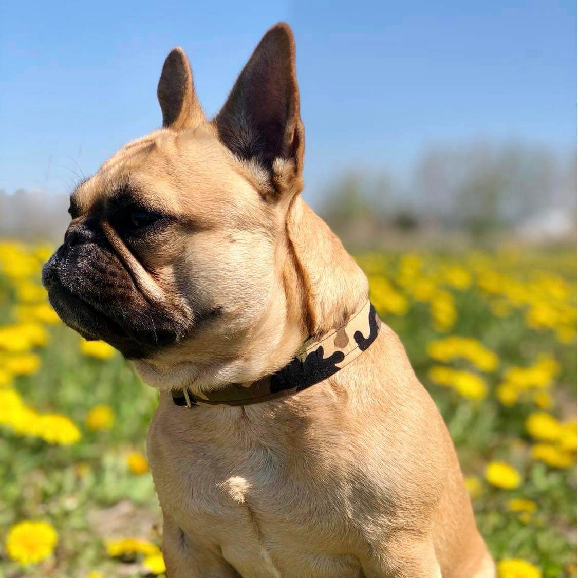 Chiens-bouledogue français-collier tissus armé
