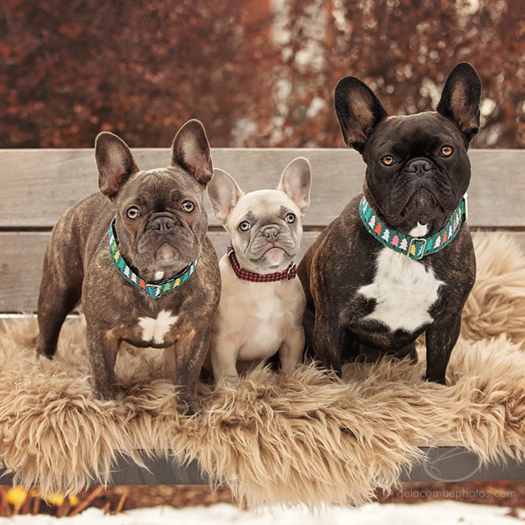 Christmas Trees Dog Collar