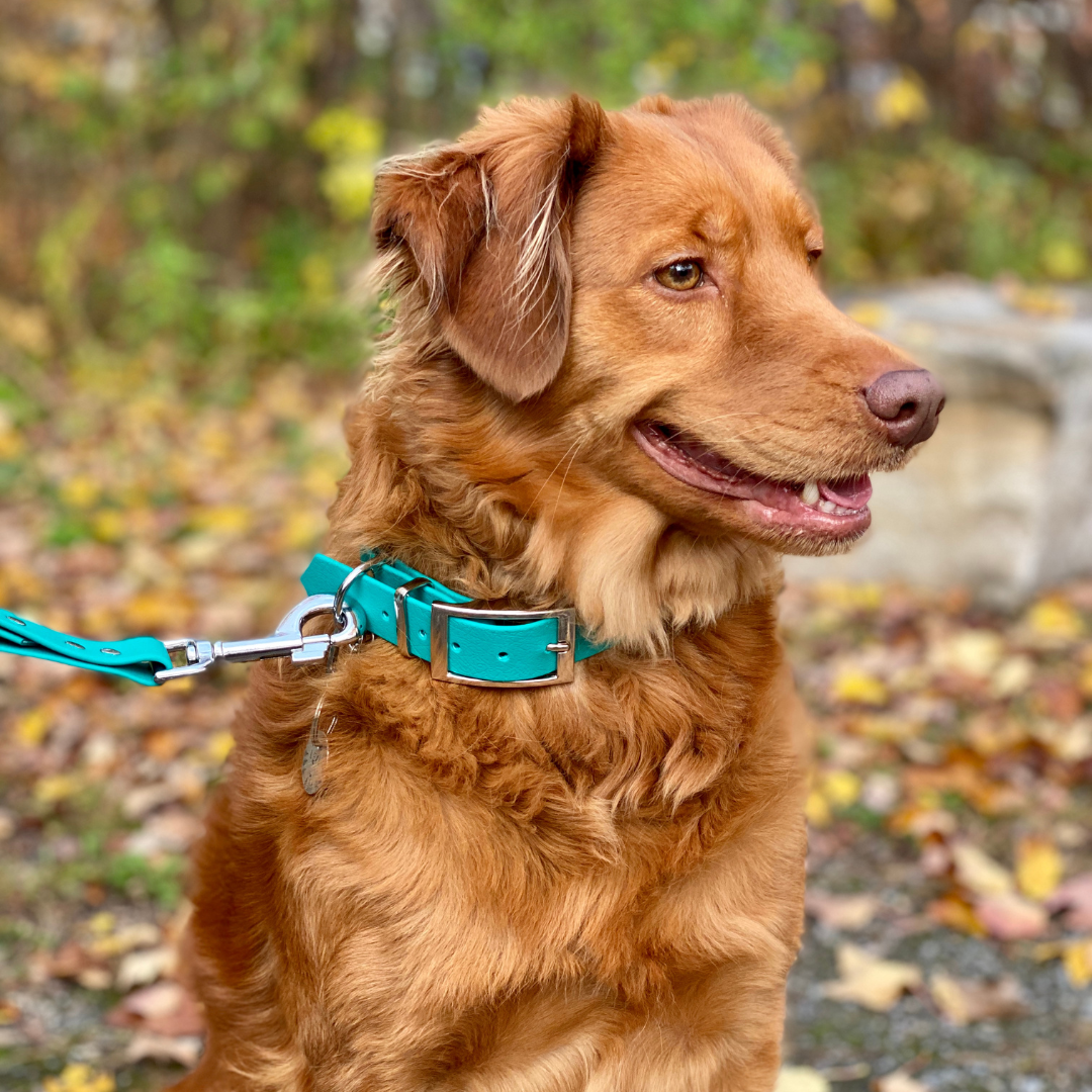 Splash Dog Collar 1"