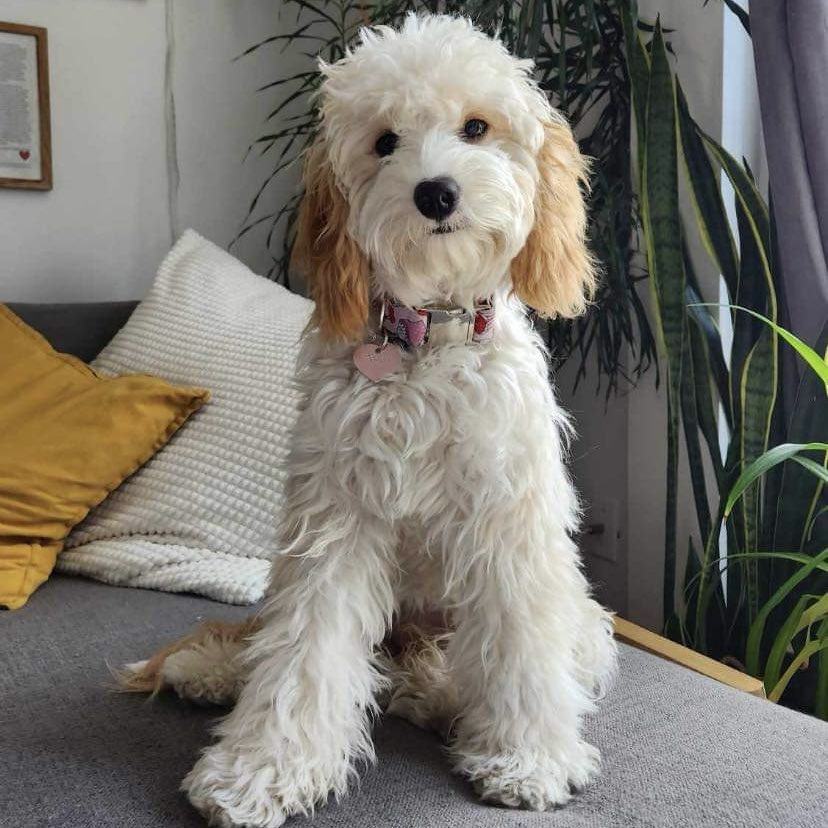 Collier chien cupcakes exemple sur chien clip en metal fais au Québec /Cupcake dog collar example on a metal clip dog made in Quebec