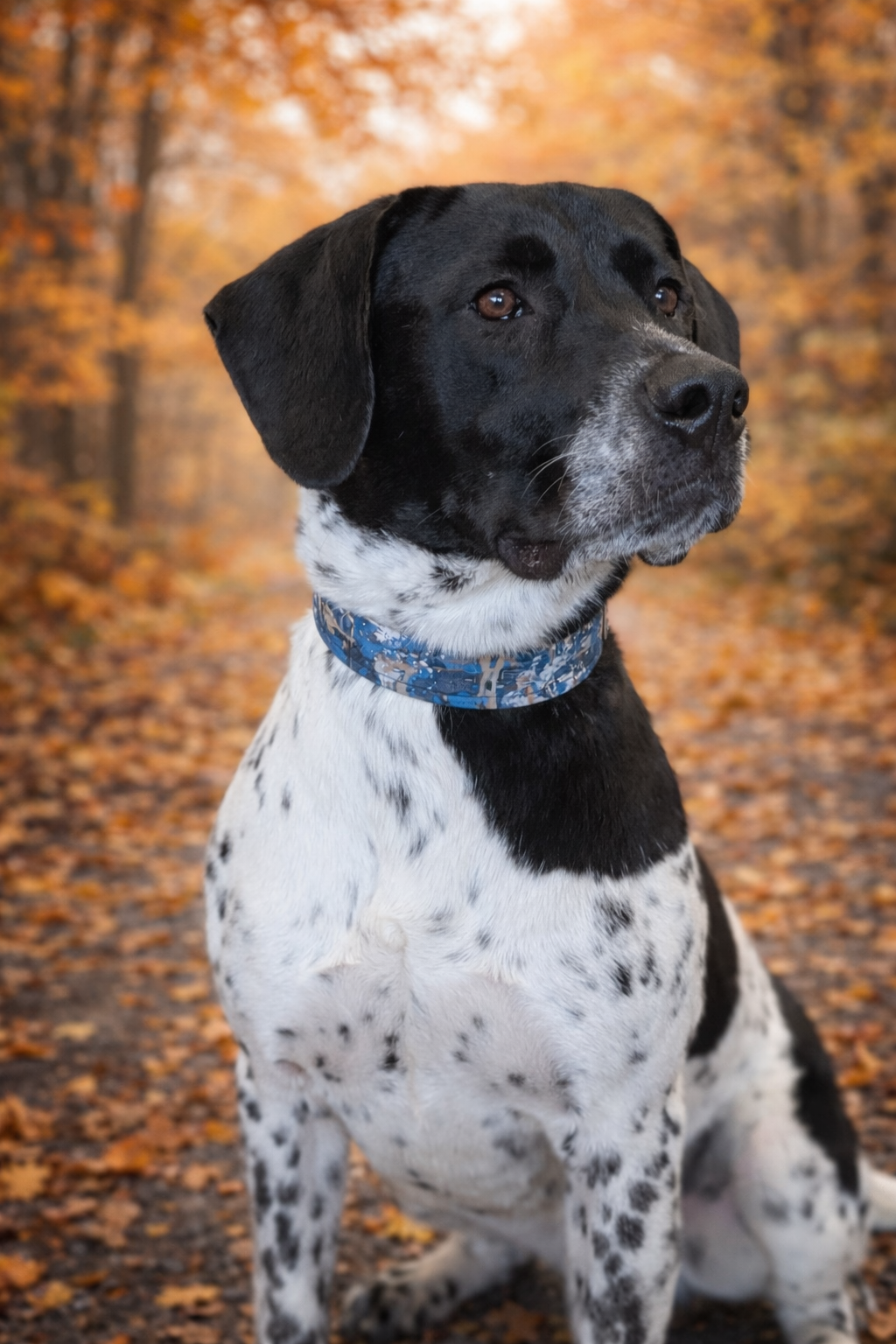 Collier chien mâle -bleu noir 