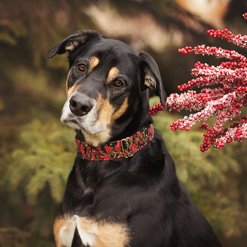 Collier pour chien fleural   exemple sur chien clip en metal fait au Québec /
Floral dog collar example on a dog with a metal clip, made in Quebec