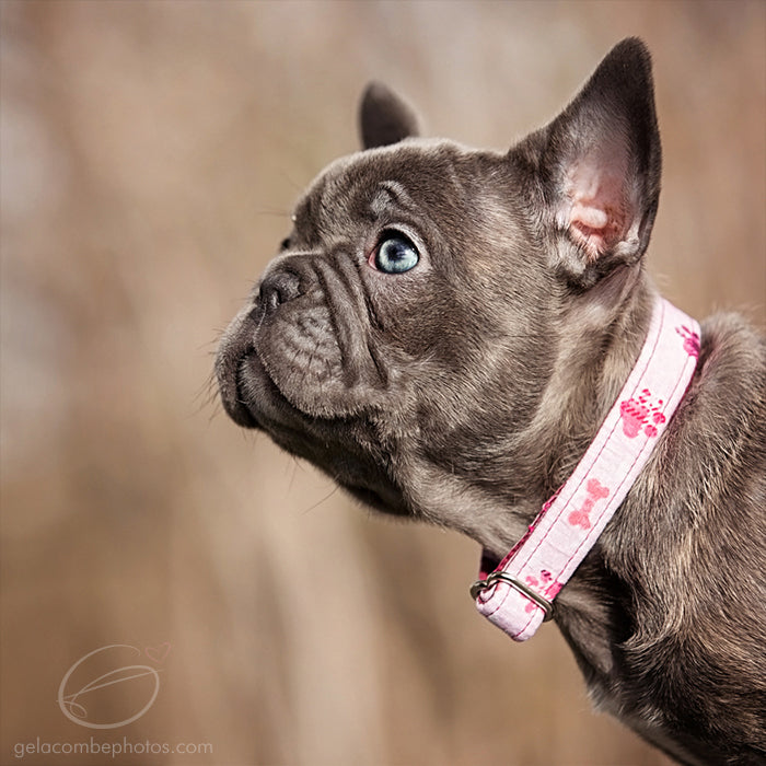 Collier pour chien rose exemple sur chien clip en métal fais au Québec /
Pink dog collar example on dog, metal clip, made in Quebec