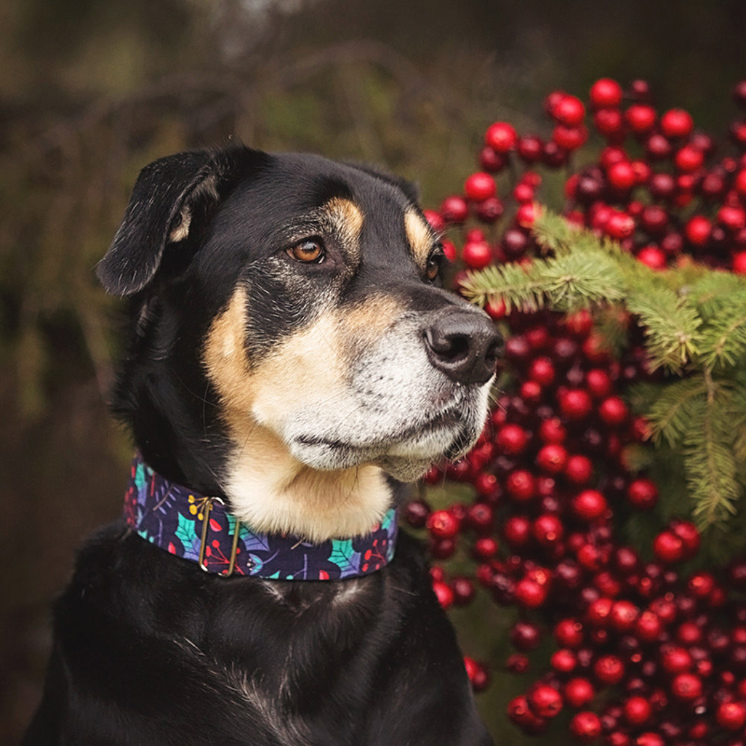 Feliz Navidad Dog Collar