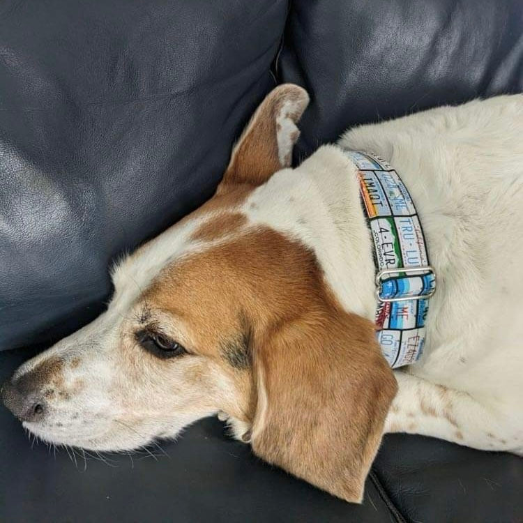 Plate Dog Collar