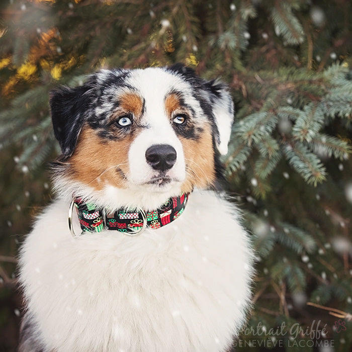 Collier pour Chien Cadeaux