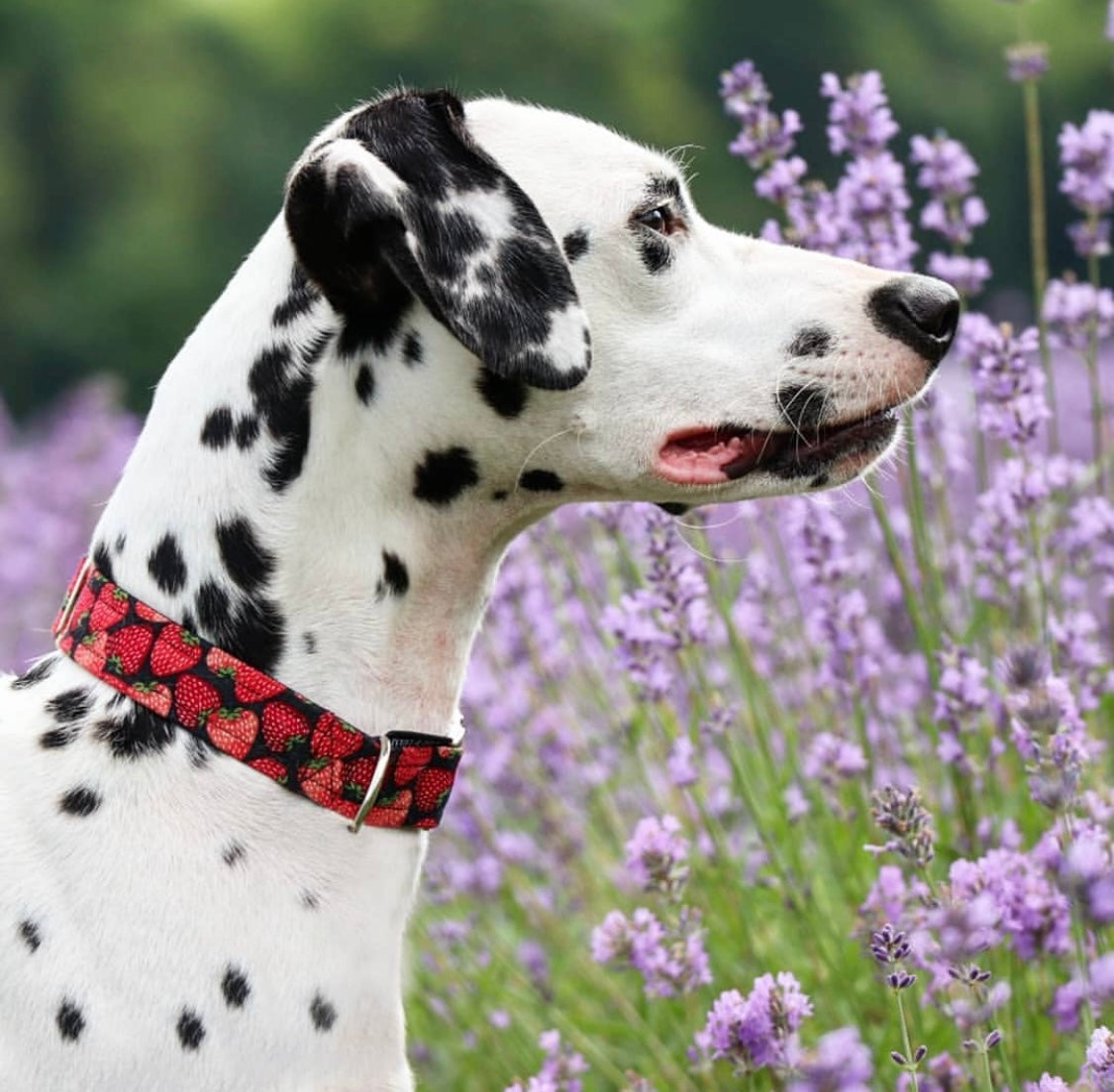 Strawberry best sale dog collar