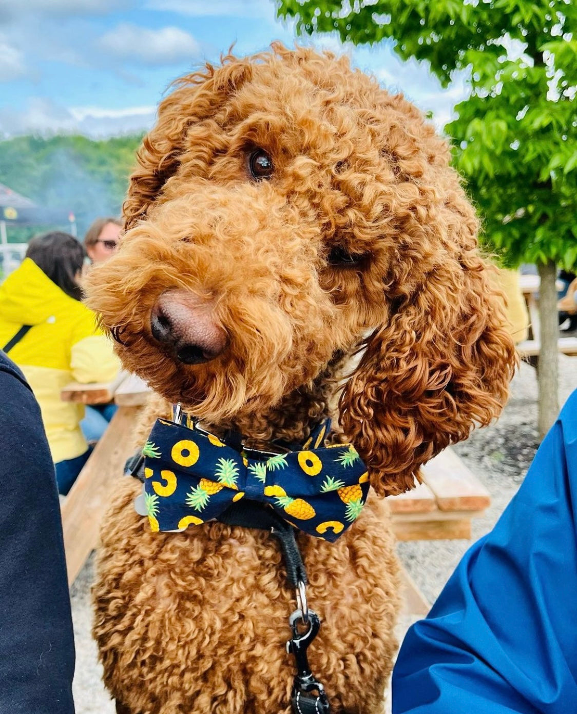 Pineapple dog outlet collar and leash