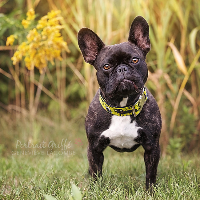 Telluride Dog Collar