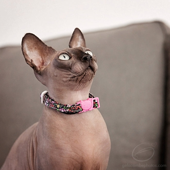 Halifax Cat Collar