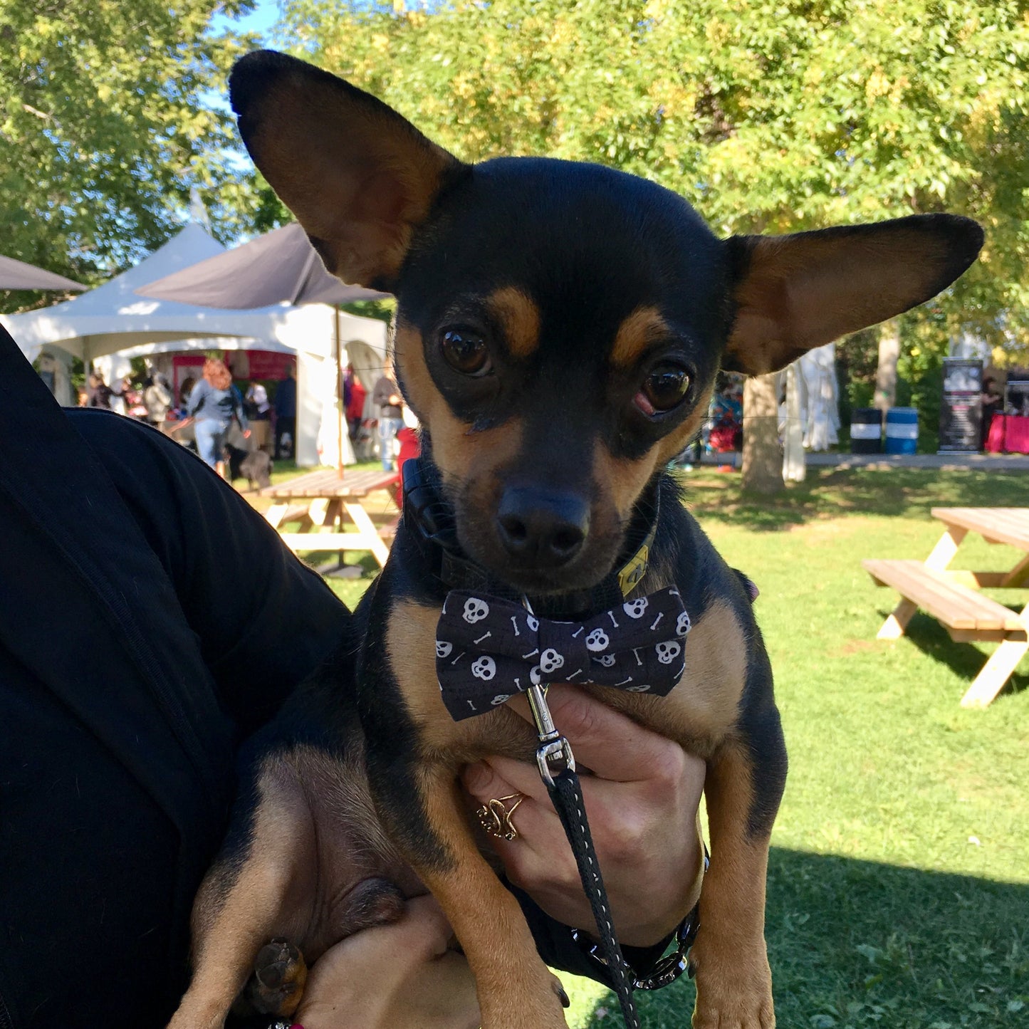 Franklin Bow Tie