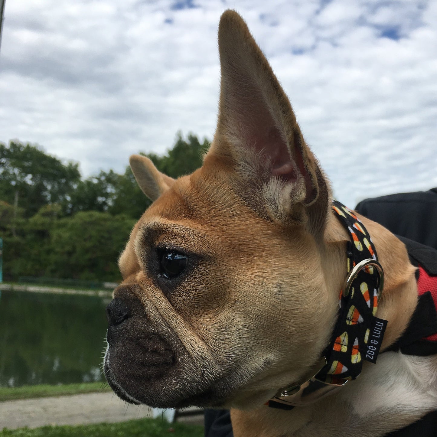 Collier pour Chien Candy Corn
