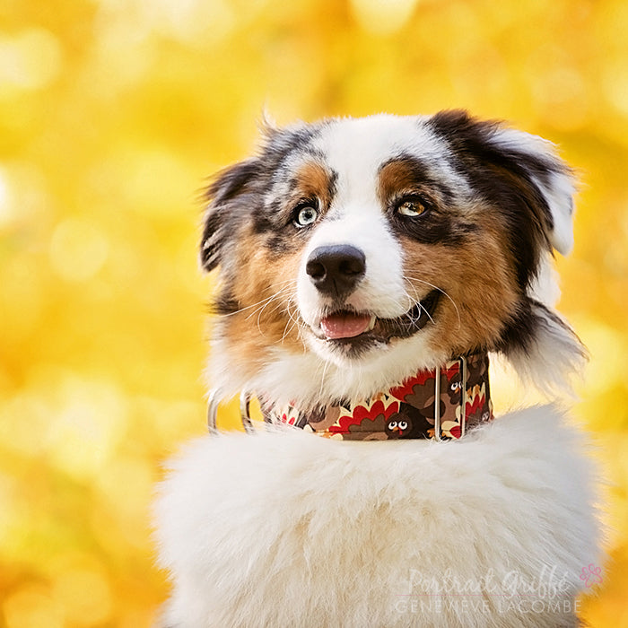 Thanksgiving Dog Collar