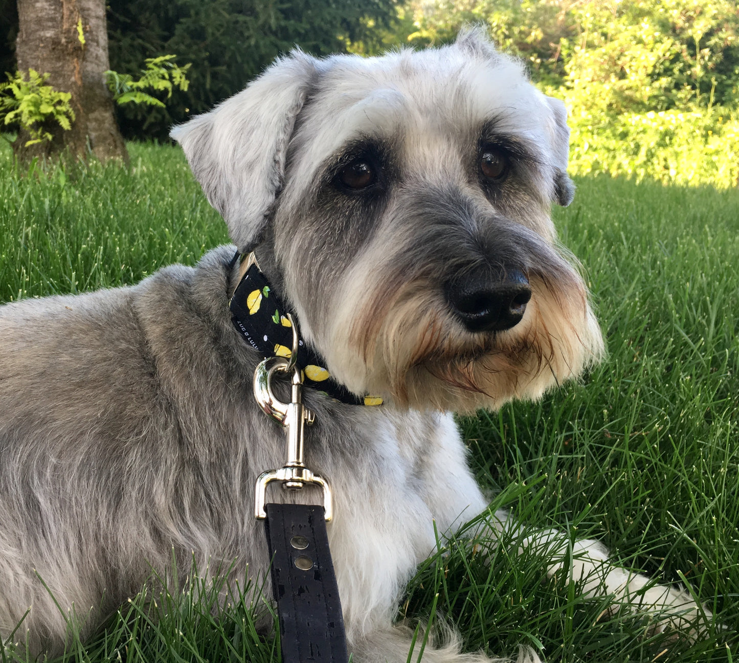 Lemon Dog Collar