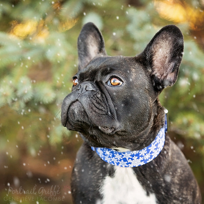Collier pour Chien Blue Christmas