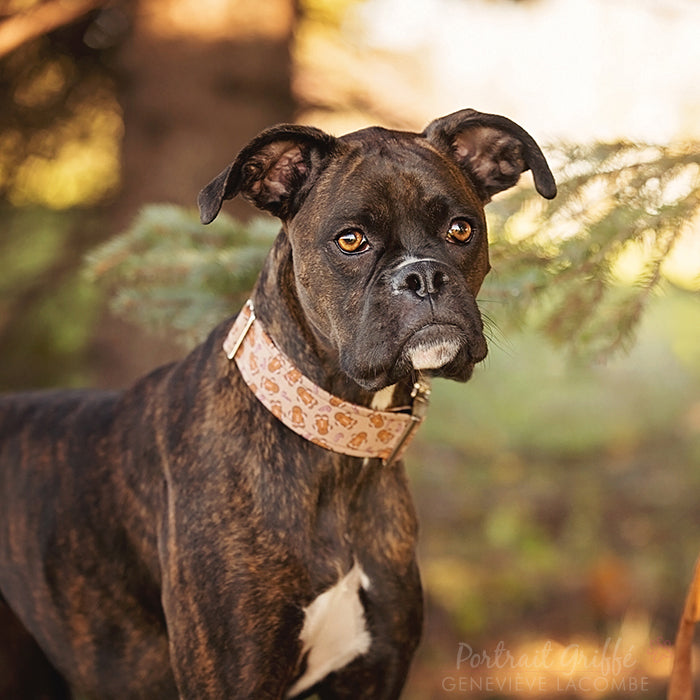 Gingerbread Dog Collar