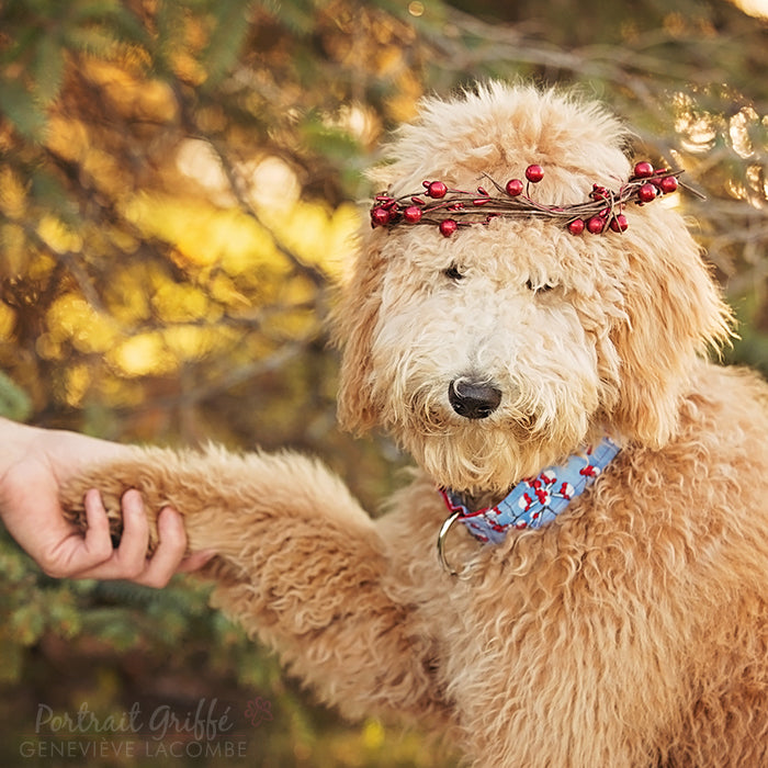 Collier pour Chien Première Neige