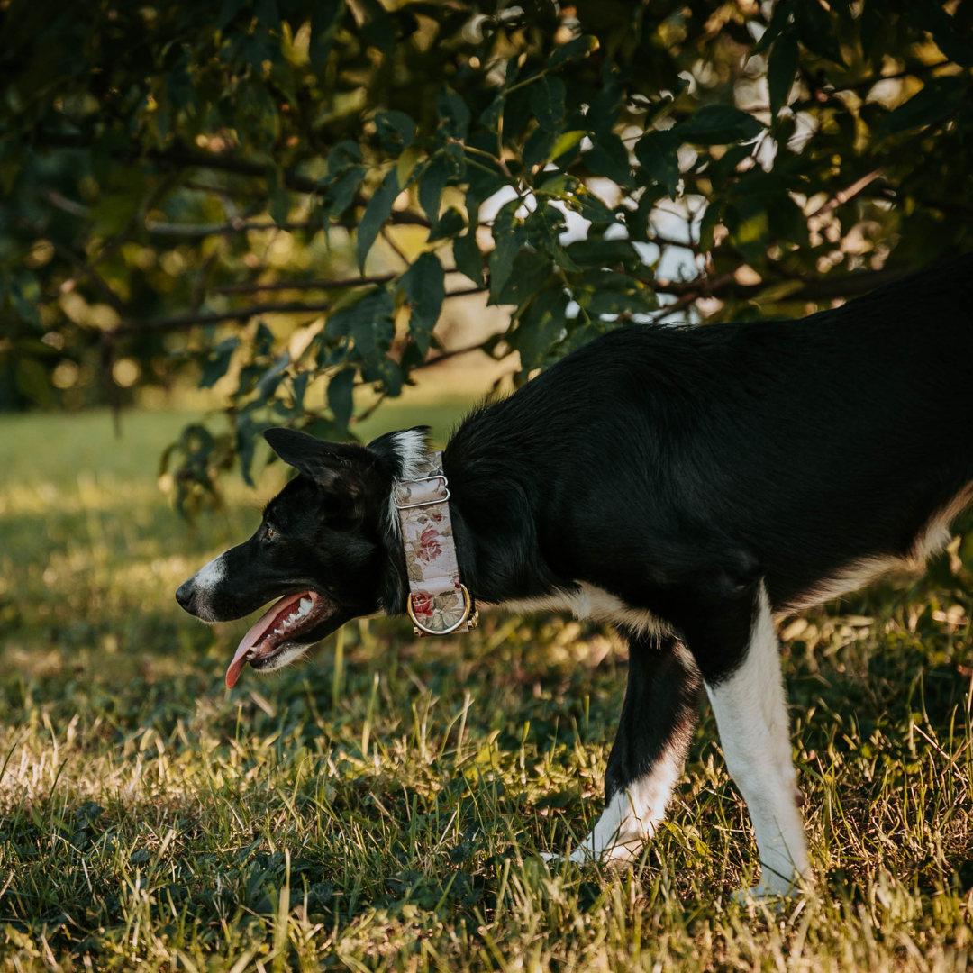 Valletta Dog Collar