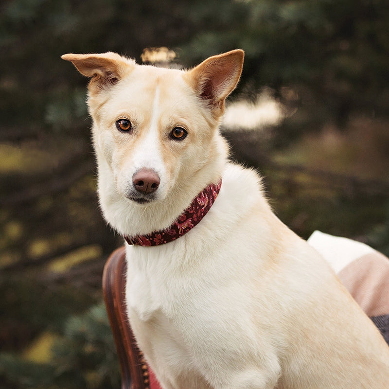 Strasbourg Dog Collar