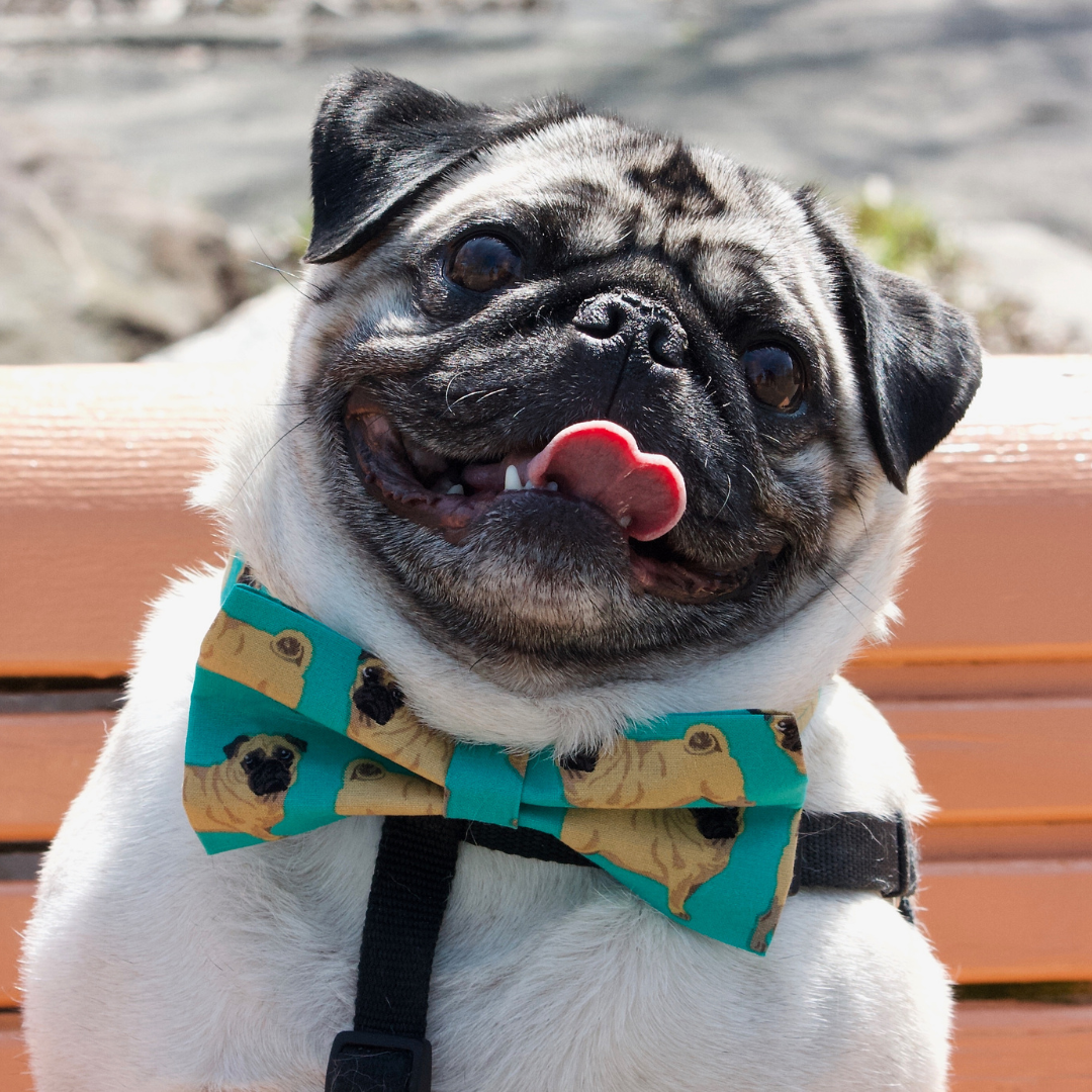 Pugs Bow Tie