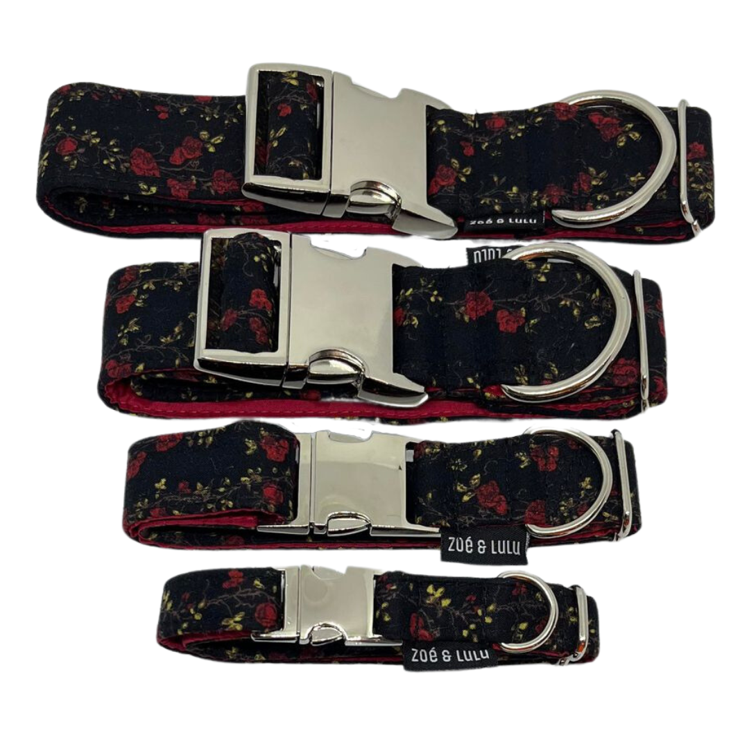 Romeo Dog Collar