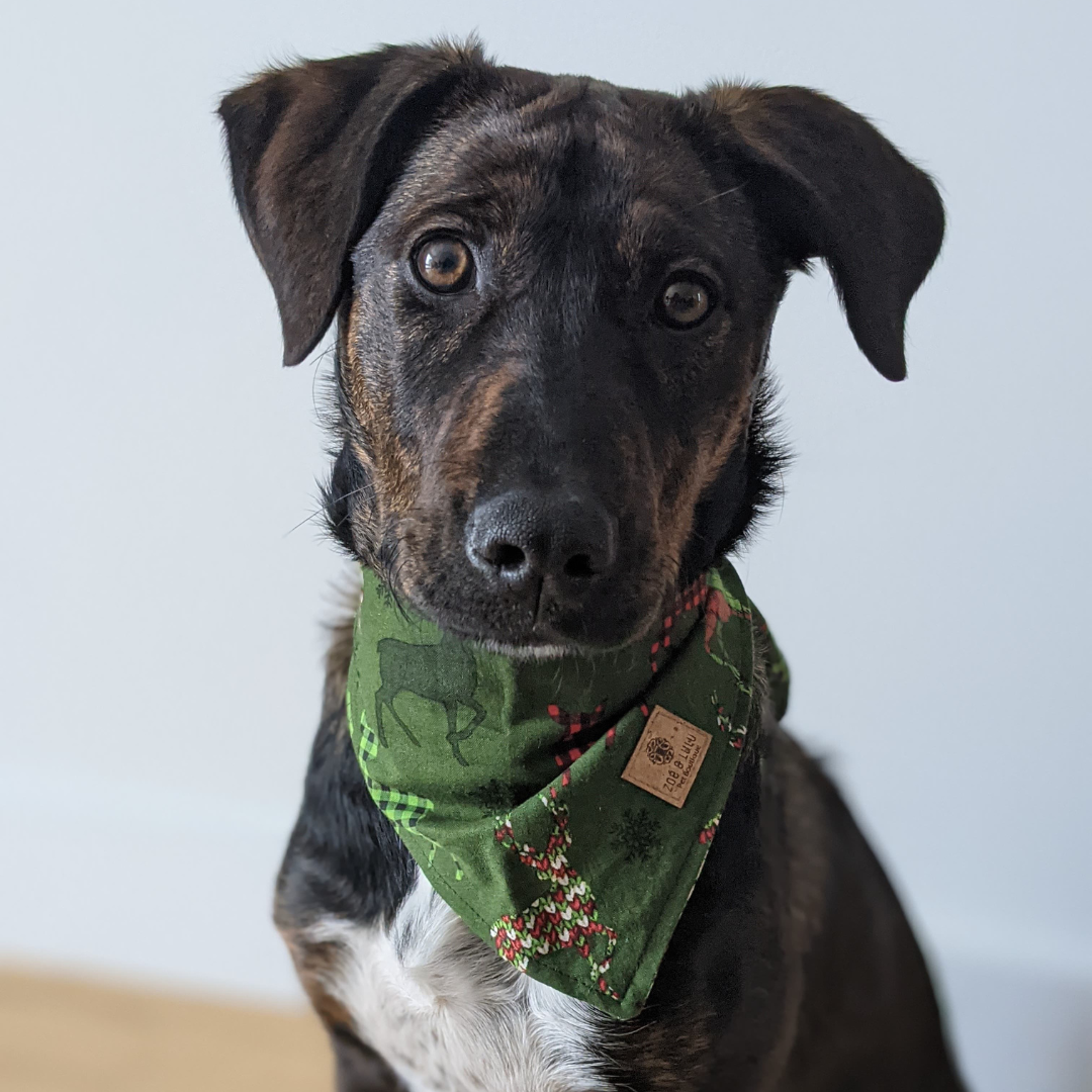 Bandana réversible Rudolph