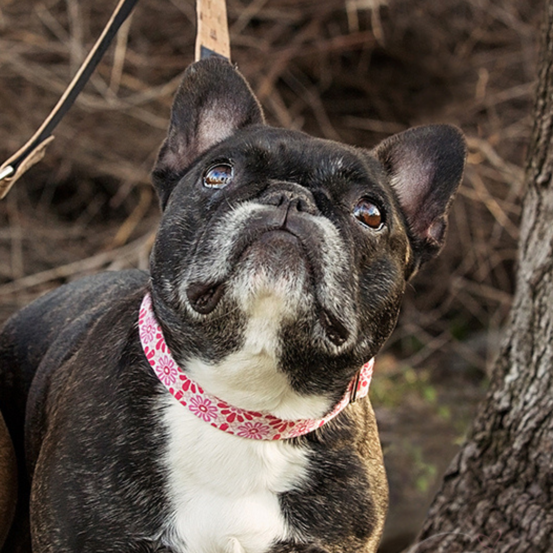 Sydney Dog Collar