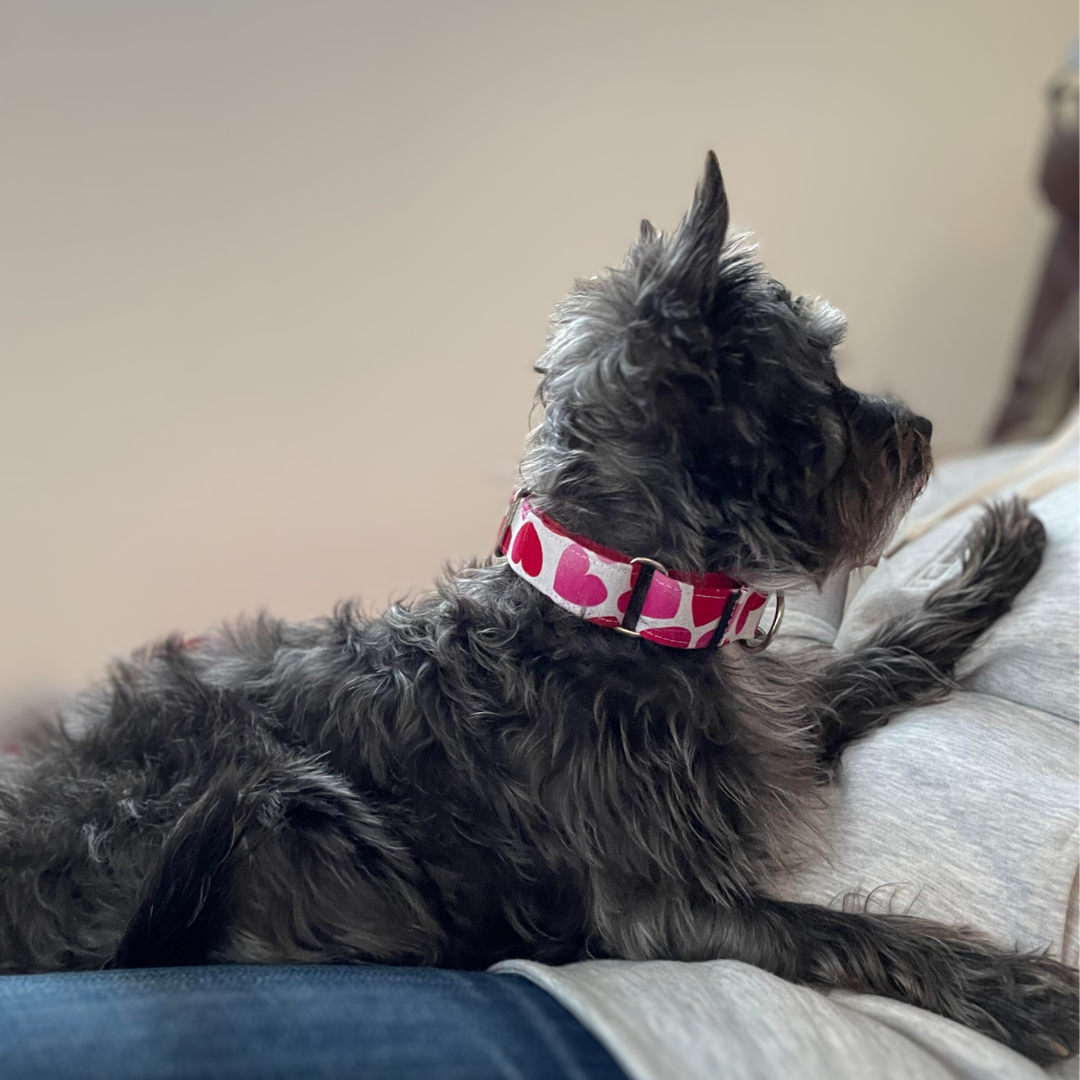 collier pour chien romatique coeur rouge amour a clip fait au Québec romantic red heart dog collar with clip fais au Québec