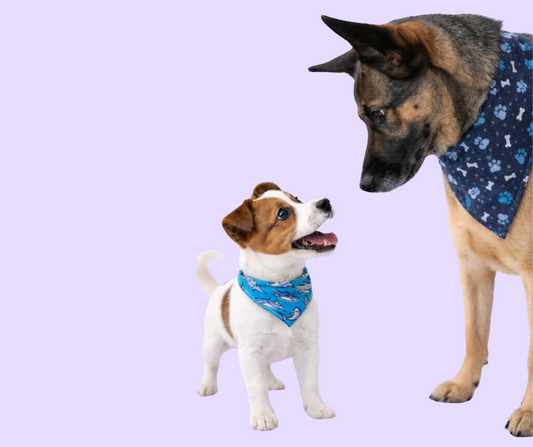 Foulard réversible à bouton pression réversible - Requin et patte chien bleu- snap - Fait au Québec