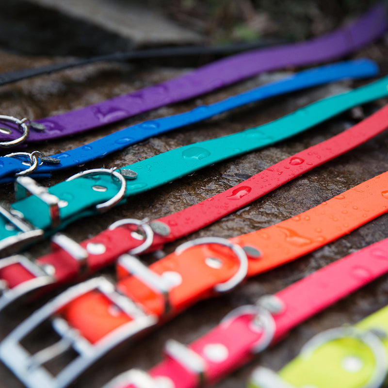 Splash Dog Collar 1"