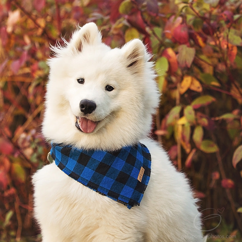 Adirondack Bandana