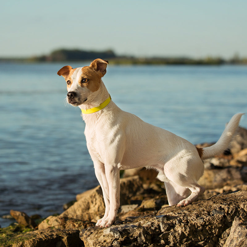 Collier pour Chien Splash 1"