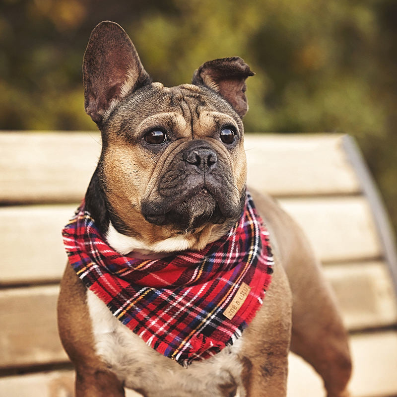 Reykjavík Bandana