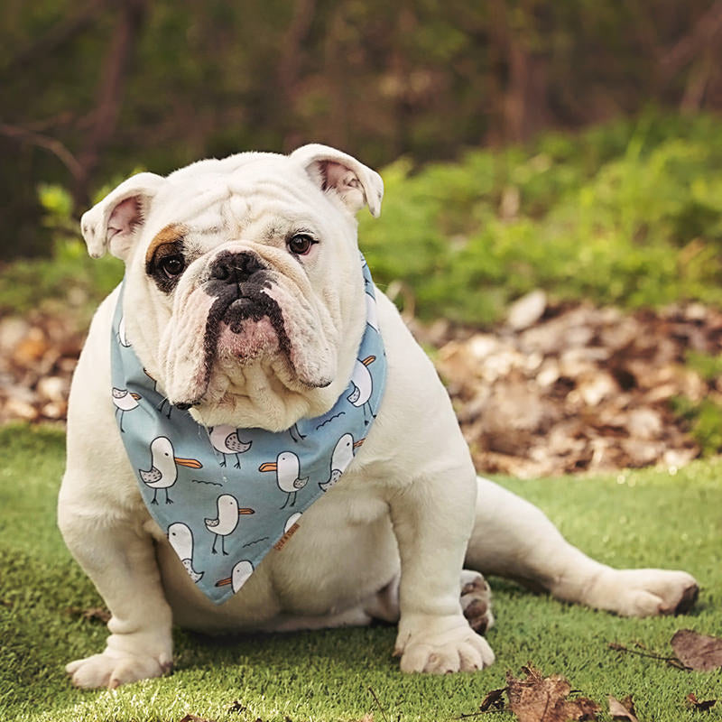 Bob the Seagull Reversible Bandana