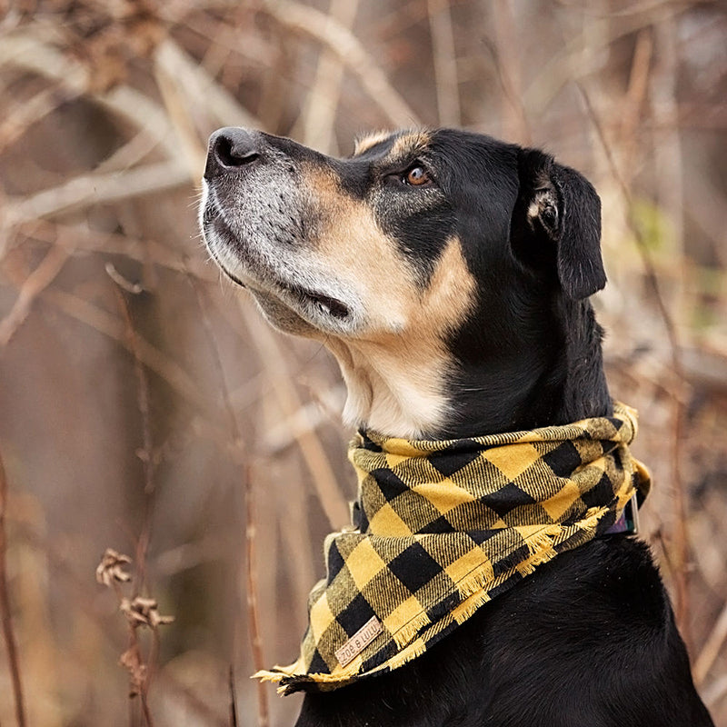 Bandana Faro