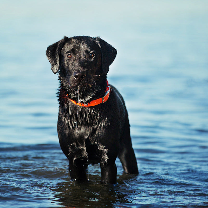 Splash Dog Collar 5/8"