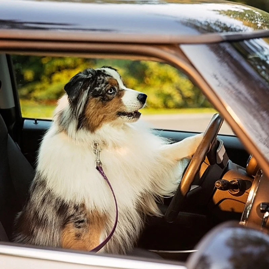 Pet Safety Belt