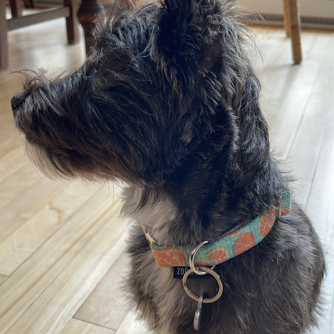 Clementine Dog Collar